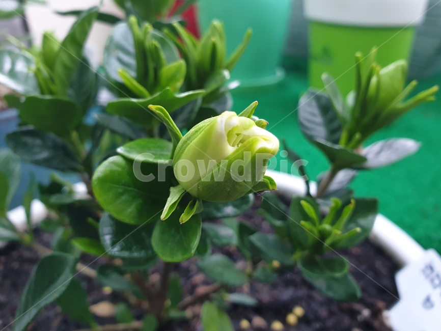 꽃,식물,꽃봉오리,잎,녹색,치자,치자꽃,향기,꽃향기,화분,flower,plants,green,leaf,gardeniajasminoide,flowerpot,bud