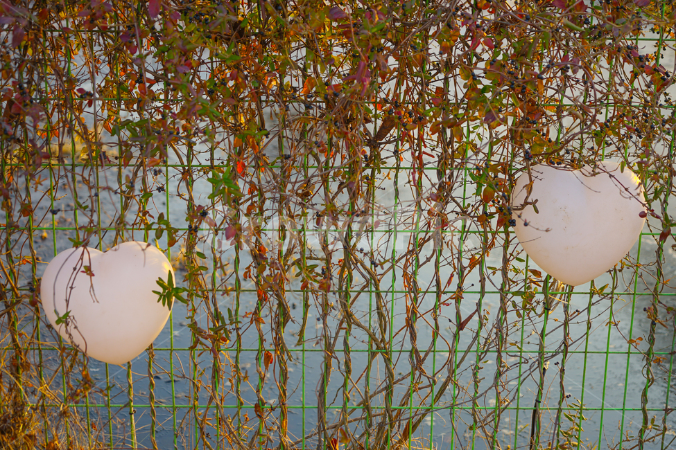 하트,덩쿨,줄기,식물,전구,램프,시설,담장,철망,감성,식물,자연,plants,nature