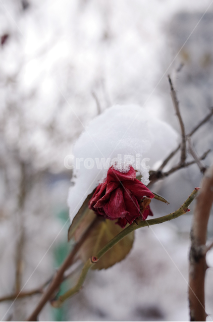 겨울,장미,마른장미,눈,첫눈,겨울감성,winter,snow,rose,겨울,계절,winter,season,식물,자연,plants,nature,꽃,flower