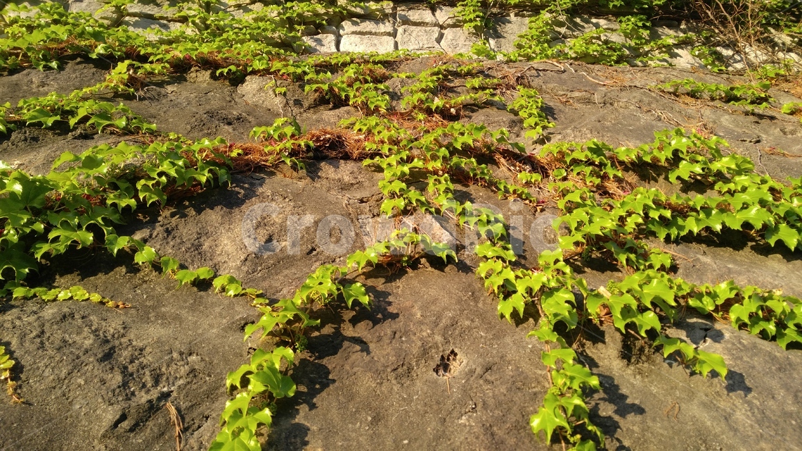 담쟁이넝쿨,아이비,벽,연갈색,녹색,식물,배경,감성,계절,ivyvines,ivy,wall,lightbrown,green,flants,background,emotional,season