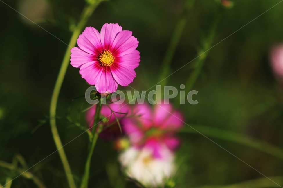 flower,꽃,plant,식물,코스모스,식물,자연,plants,nature,꽃,flower
