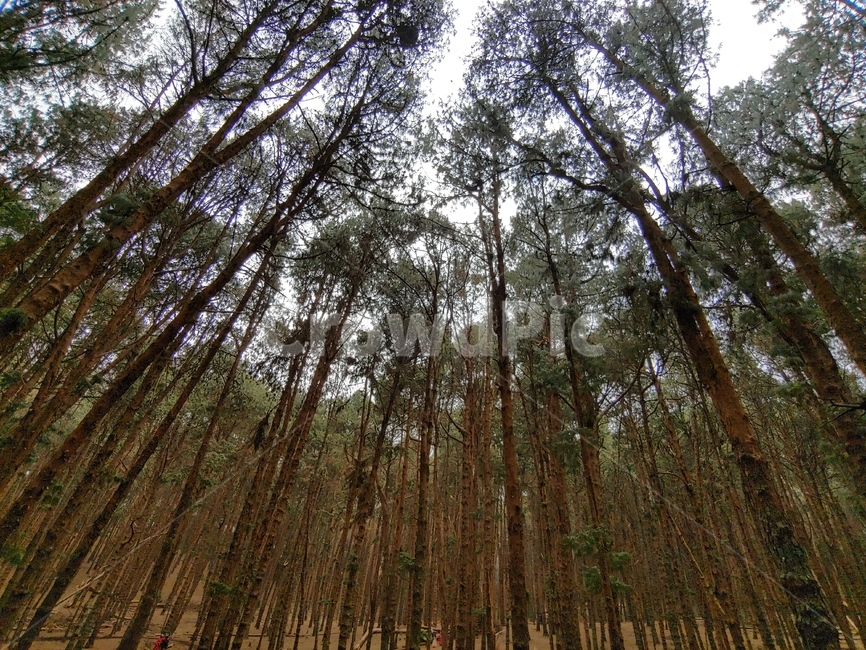 tree,나무,plant,숲,forest,자연,풍경,nature,landscape,식물