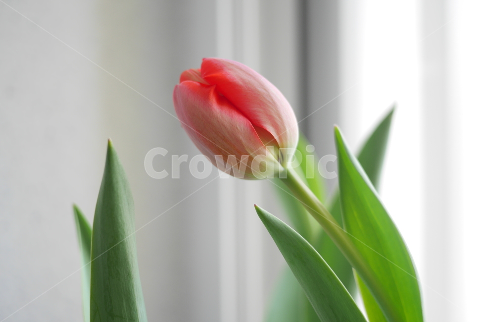 꽃,튤립,감성사진,꽃봉오리,봄꽃,빨간꽃,red,식물,자연,plants,nature,꽃,flower