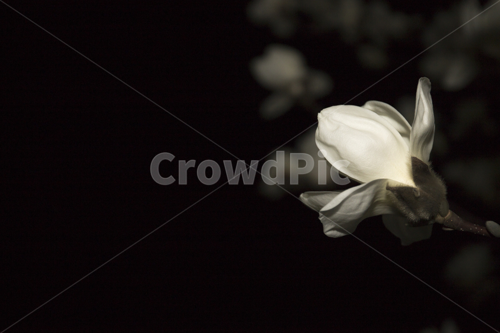 백목련,목련,꽃,봄,새벽,감성,봄,계절,spring,season,야경,밤,풍경,nightscape,night,landscape,식물,자연,plants,nature,꽃,flower,plant,blossom