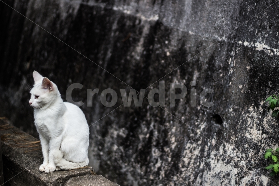 고양이,길고양이,동물,cat,포유류,감성,일상,DSLR,100D,canon,코숏,가을,animal,kitty,길냥이,반려동물,편안,분위기,자연스러움,자연,따뜻함,흰고양이,동물,animal,포유류,mammal,고양이,cat,kitten,kitty
