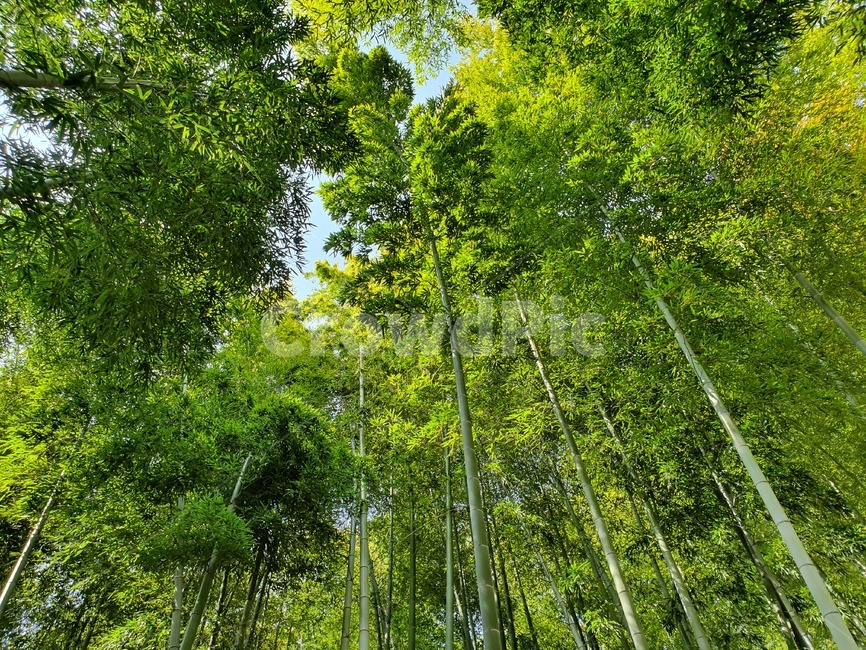 대나무,대나무숲,나무,풍경,숲,자연,풍경,nature,landscape,나무,trees,wood,plant,식물,bamboo