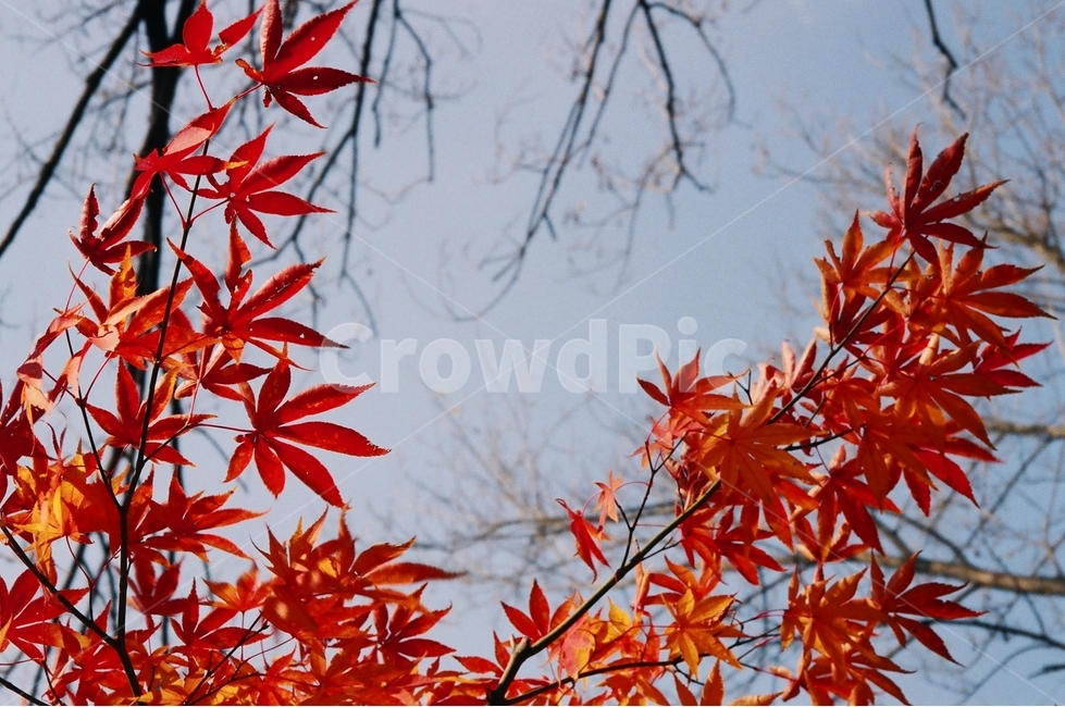 필름,감성,단풍,색감,가을,하늘,가을,계절,fall,autumn,season,식물,자연,plants,nature,leaf,잎,plant,tree,나무,maple