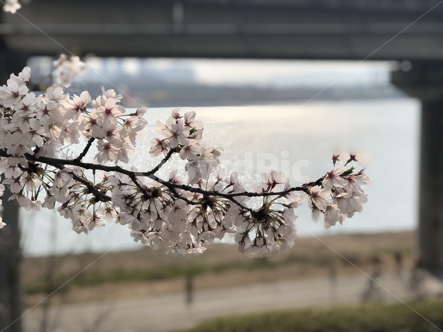 벚꽃,꽃,봄,자연,풍경,배경,한강,산책,벚꽃나무,나무