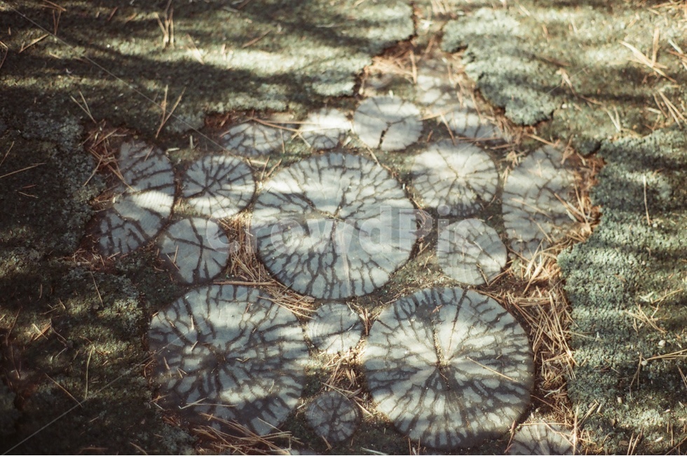 park road,shadow,annual zone,winter,section,film sensibility,cross section of wood,spring,fall,road,plants,sight,Emotion,park,treering,nature,tree,film,sunlight,plant,earth,growthring,ground,autumn,walk,lawn