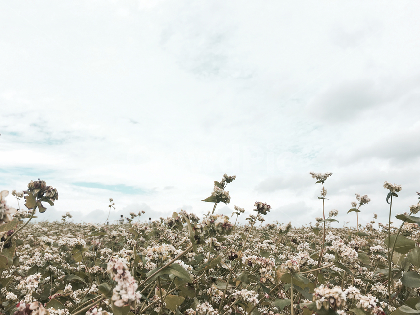 메밀꽃,가을,하늘색,초록색,메밀,여름,자연,들판,농장,garden