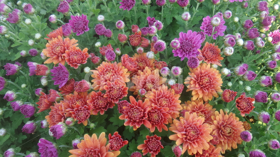 국화,소국,관상식물,추국,오상고절,식물,자연,plants,nature,꽃,flower