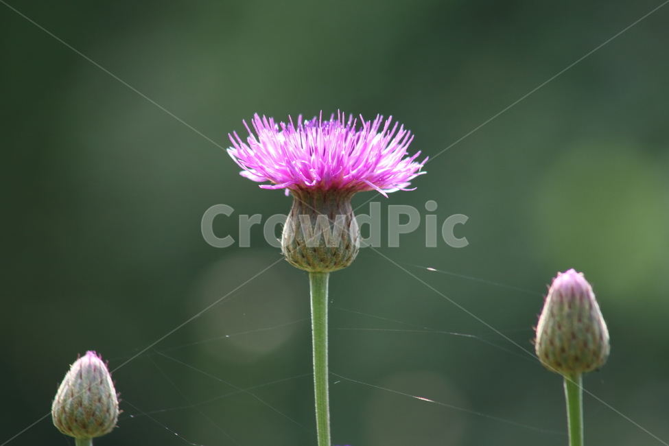 산비장이,큰산나물,꽃,mountaincoronatesawwort,flower
