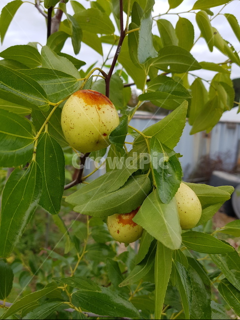 leaf,잎,plant,식물,나무,가을,tree,과일,열매,fruit