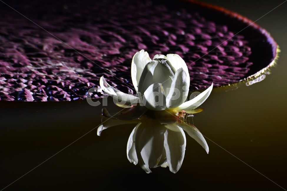 plant,식물,blossom,flower,꽃,수련,연꽃,반영,야화,연못,연잎,빅토리아연,빅토리아연꽃