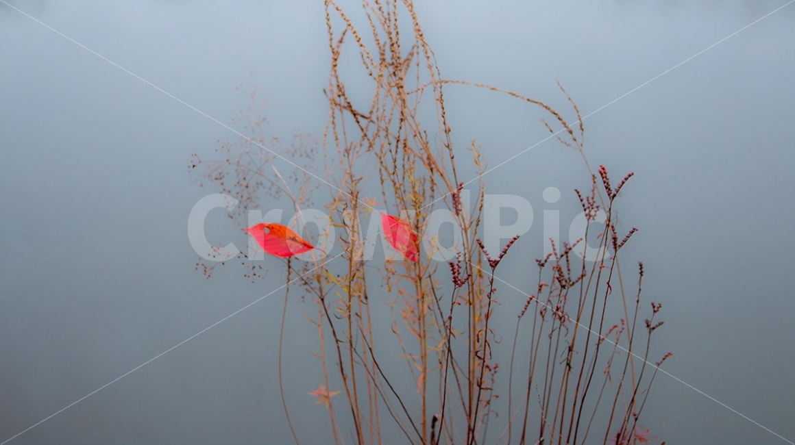 가을,낙엽,물향기수목원,반영,나뭇잎,가을,계절,fall,autumn,season,식물,자연,plants,nature,감성,sensible,feeling,grass,잔디,plant