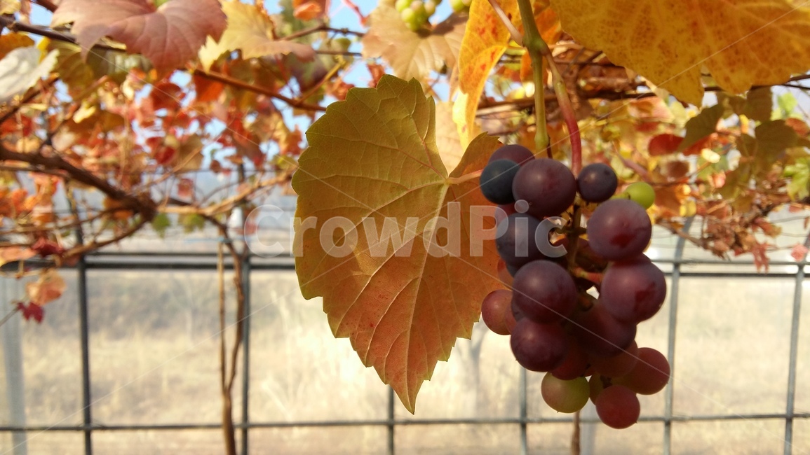 풍경,가을,열매,감상,휴식,식물,자연,plants,nature,과일,열매,fruit