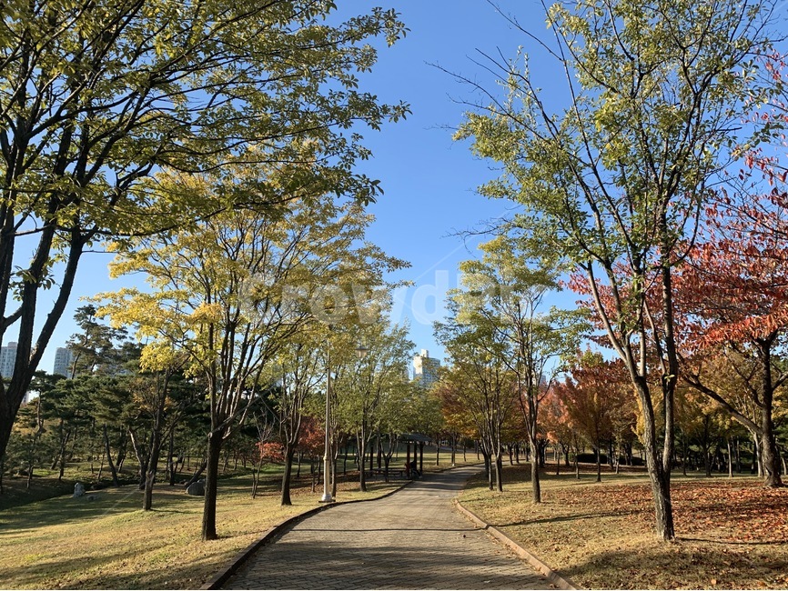 가을하늘,날씨,맑음,나무,단풍,낙엽,tree,plant,식물,path,통로