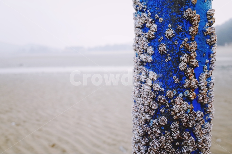 감성사진,바다,따게비,조개,서해,생명,해변,바다,beach,sea,감성,sensible,feeling