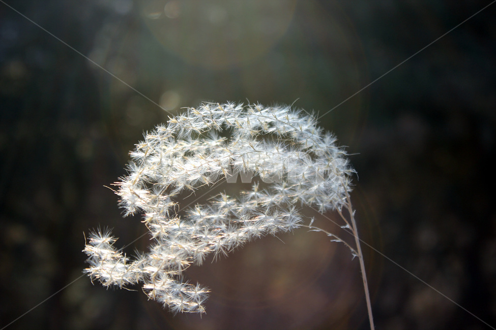 산,자연,씨앗,계절,겨울,갈대,햇빛,따스한,가을,계절,fall,autumn,season,식물,자연,plants,nature,plant,blossom,꽃,flower