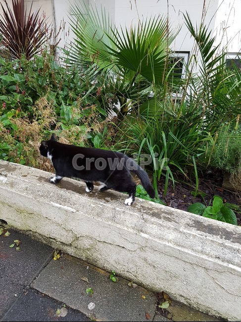 고양이,길고양이,턱시도고양이,검은고양이,cat