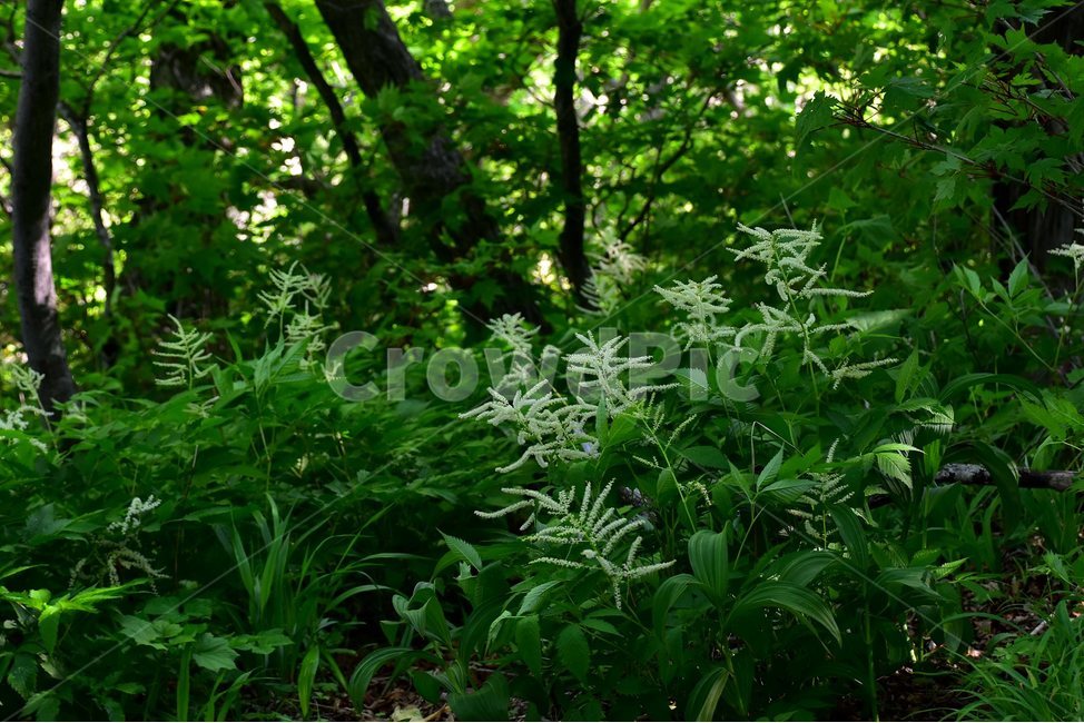 눈개승마,삼나물,야생화,꽃,식물,자연,생태,플라워,flower,plants,nature,식물,자연,plants,nature,꽃,flower