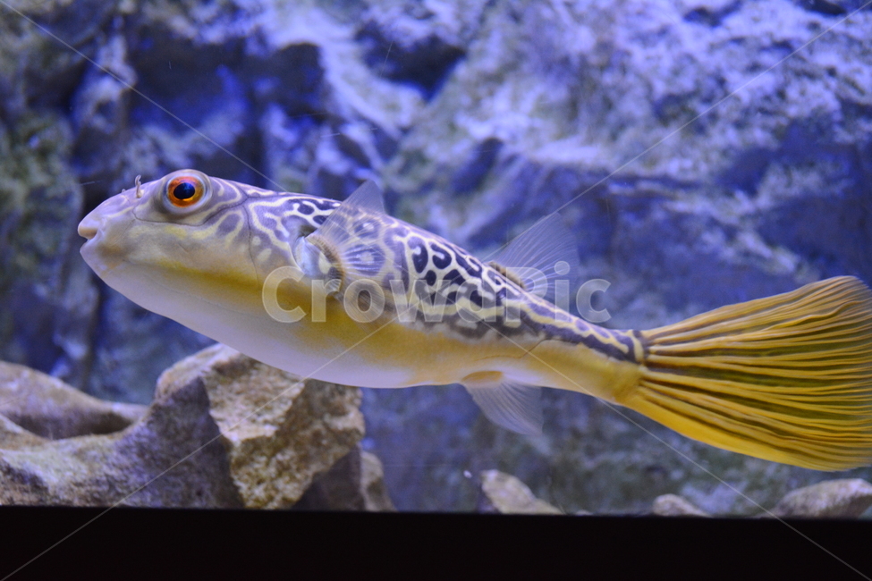 fish,물고기,animal,동물,복어