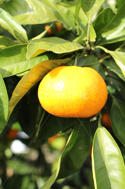 제주,귤,과일,주황,jeju,tangerine,fruit,orange,citrusfruit,과일,열매,fruit