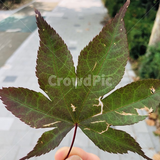 단풍잎,잎,leaf,tree,나무,식물,plant,단풍나무,낙엽,가을,여름,자연,nature