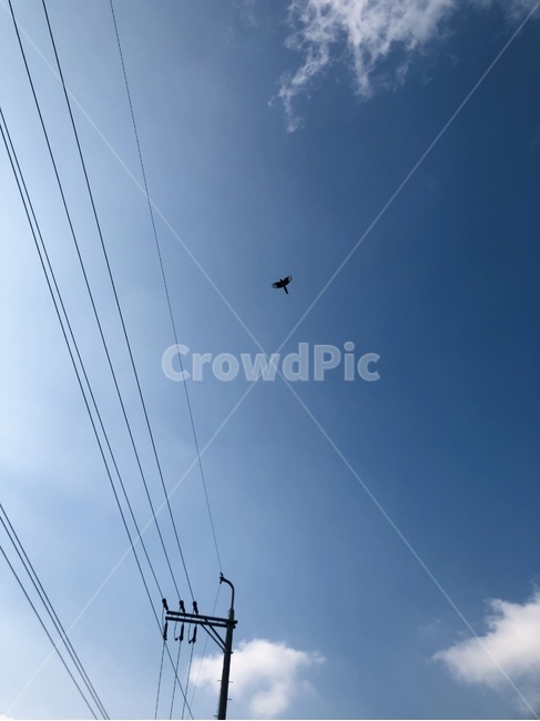 하늘,까치,새,bird,전봇대,전신줄,전신주,하늘색,blue,sky,free,자유,nature,자연,자연배경
