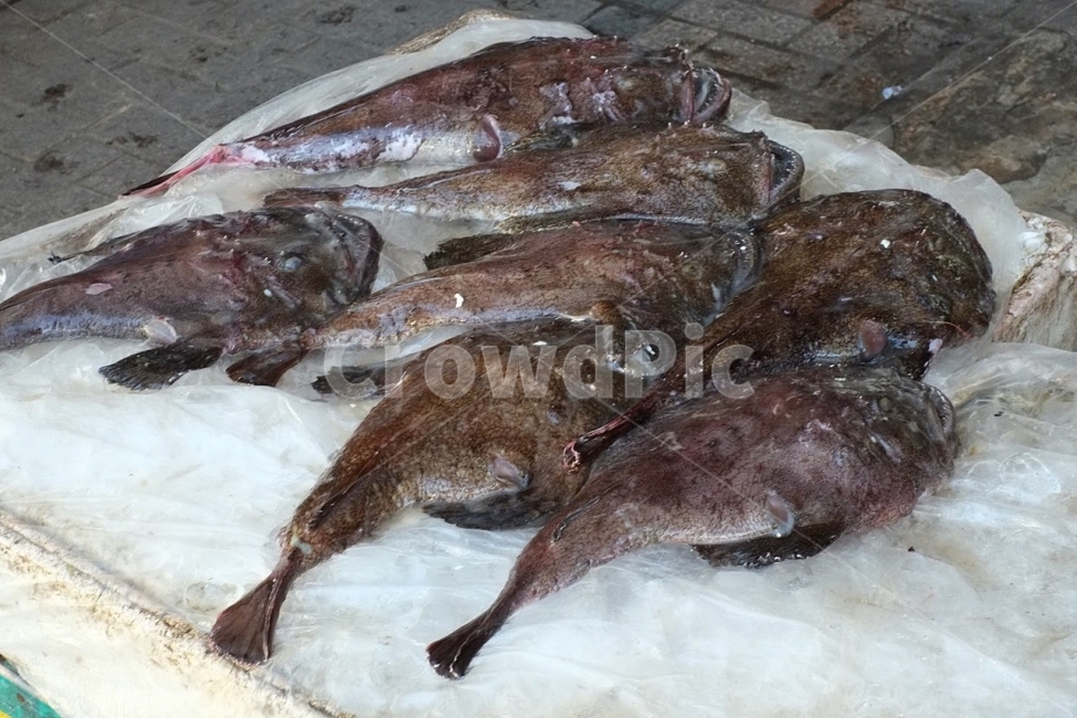 부전시장,부산,시장,재래시장,아귀,어류,해산물,생선,음식,식재료,요리,food,cook,meal,dishes,food reserves,수산물,해산물,fishery products,seafood