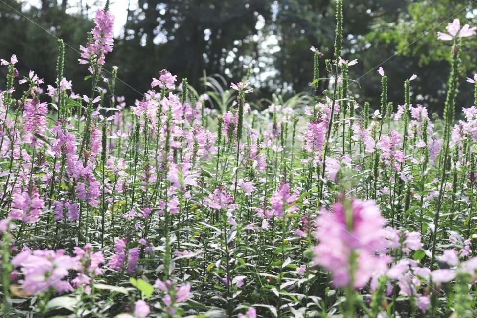 가을,꽃,야생화,자연,꽃사진,식물,자연,plants,nature,꽃,flower,휴식,힐링,rest,relaxation,healing,감성,sensible,feeling