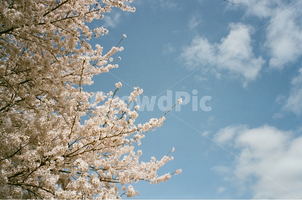 spring flowers,spring,cherry,film photography,Cherry Blossom,cherry blossom viewing,Yangjaecheon,plant