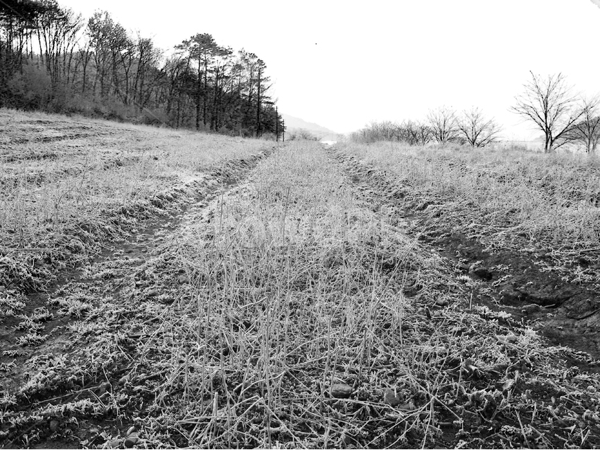 겨울,밭,감성,겨울밭,흑백,겨울,계절,winter,season,자연,풍경,nature,landscape,흑백,모노톤,monochrome,black and white,ground,바닥
