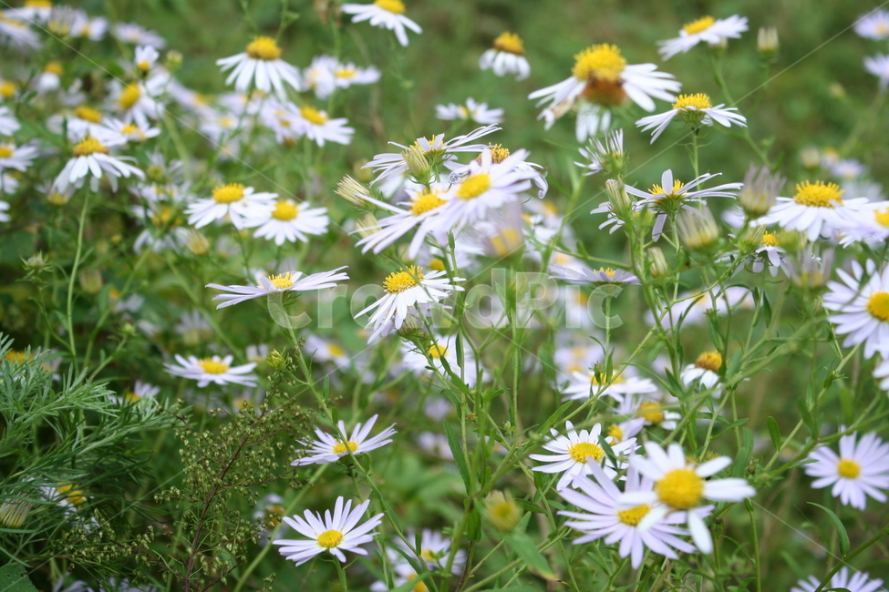 들국화,식물,plant,꽃,flower,daisies,daisy,데이지,구절초,가을,계절,fall,autumn,season,식물,자연,plants,nature,꽃,flower,blossom