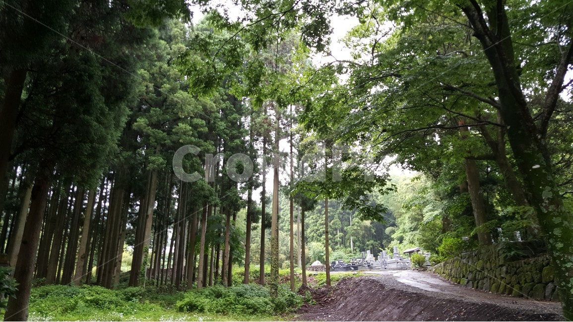 자연,유후인,휴식,일본,꽃,산책,풀,나무,경관,경치,자연,풍경,nature,landscape,해외,외국,세계,foreign,oversea,world,세계자연풍경,해외자연풍경,외국자연풍경,world nature landscape,tree,plant,식물,outdoors,옥외,garden,정원,arbour,정자