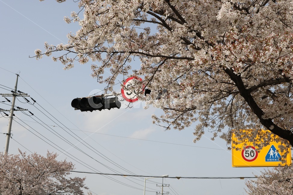 plant,식물,flower,꽃,blossom,cherryblossom,벚꽃,신호등,전깃줄,봄,계절,spring,season,cherry blossom