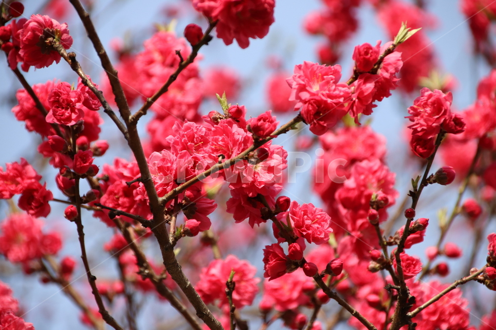 꽃,꽃나무,자연,수목원,풍경,식물,자연,plants,nature,꽃,flower