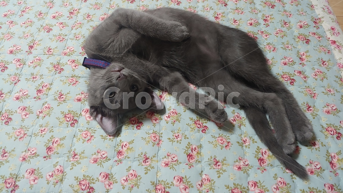 고양이,러시안블루,cat,pet,장난꾸러기,동물,애완동물