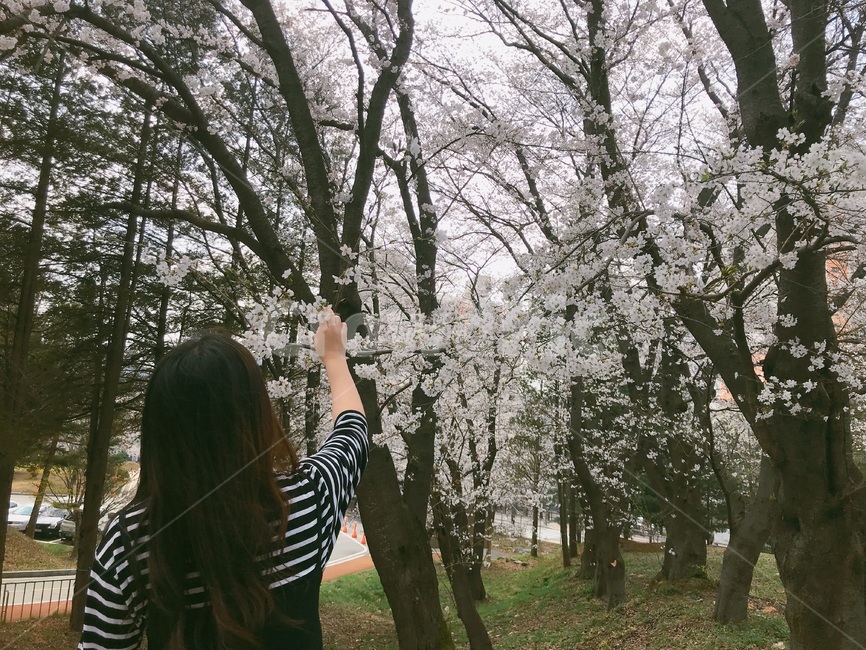 벚꽃,여자,뒷모습,꽃,봄,줄무늬티,뻗은손,사람,인물,인간,human,person,여성,여자,woman,female,lady