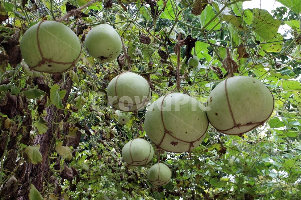 남이섬,박,식물,주렁주렁,열매,초록,실물,식물,자연,plants,nature,과일,열매,fruit
