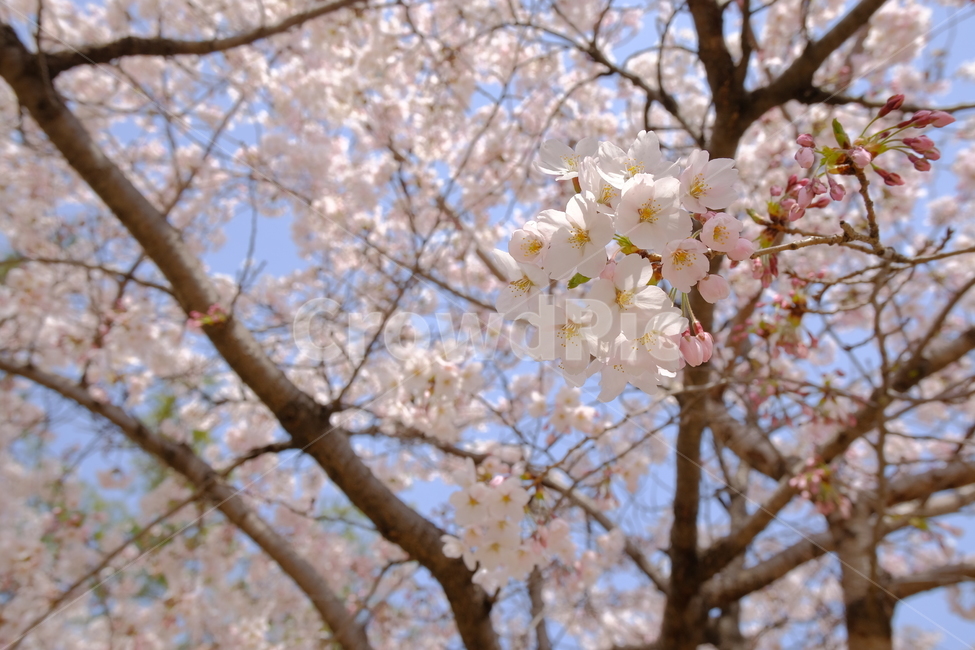 벚꽃,cherryblossom,4월,꽃,봄,축제,flower