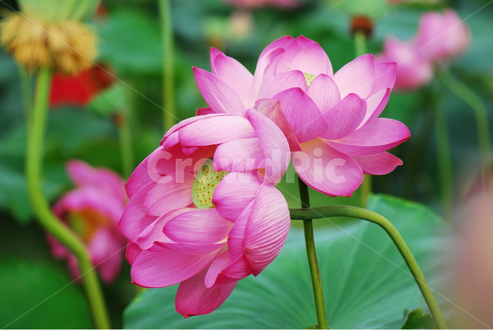 꽃,연꽃,관곡지,불교,여름,식물,자연,plants,nature,꽃,flower
