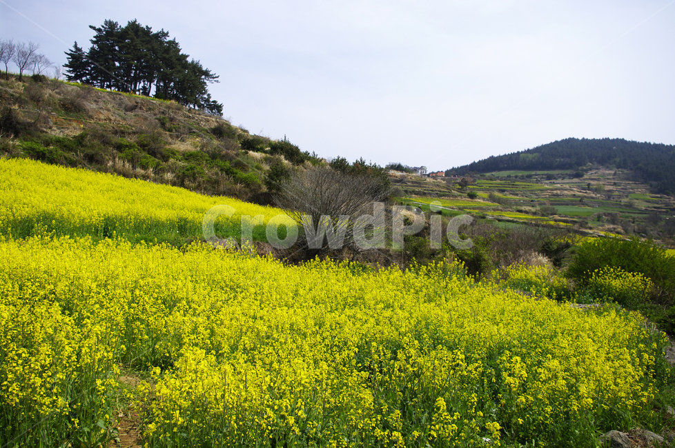 유채꽃,꽃밭,꽃,flower,계절,봄,spring,하늘,풍경,봄,계절,spring,season,자연,풍경,nature,landscape,grassland,목초지,field,들,outdoors,옥외