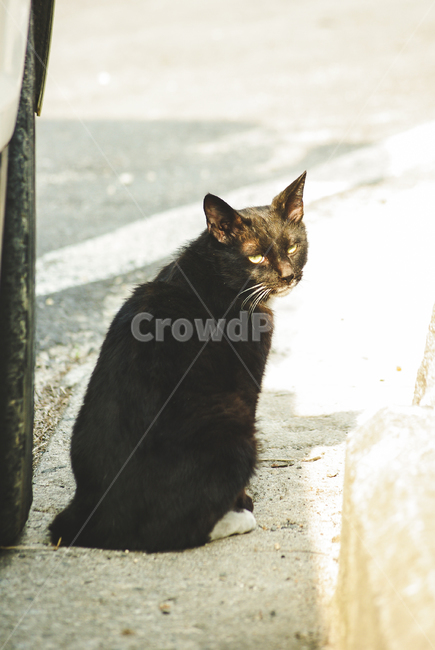 검은고양이,고양이,길고양이,돌아보는,야옹이,길냥이,cat,street,streetcat,animal,야생동물,야생고양이