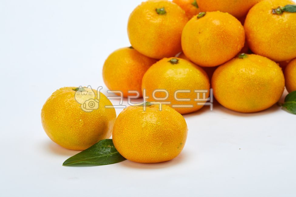 감귤,귤,과일,계절,신선하다,후식,많다,건강한,농업,음식,식물,디저트,상품,농작물,스튜디오촬영,누끼사진,먹거리,흰색배경,흰배경,오렌지색,주황색,식자재,요리재료,식재료,겨울과일,싱싱하다,정물촬영,citrus,tangerine,fruit,season,fresh,plenty,healthy,agricultural,plant,dessert,products,crops,studiophotography,silkwormphotography,food,whitebackground,orange,foodingredients,ingredients,winterfruits,freshfood,stillnessphotography