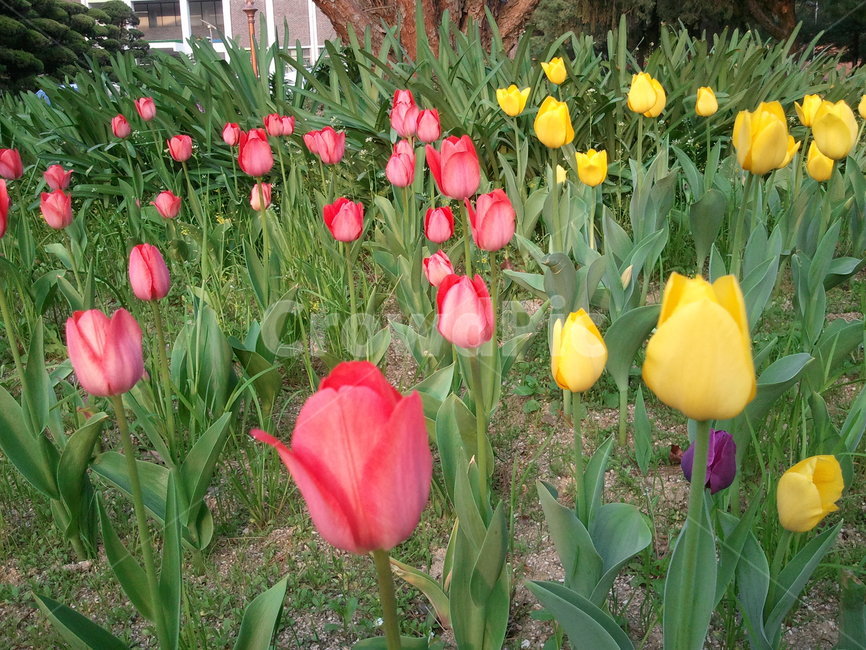 튤립,tulip,백합과,식물,꽃,구근초,여러해살이화초,식물,자연,plants,nature,꽃,flower