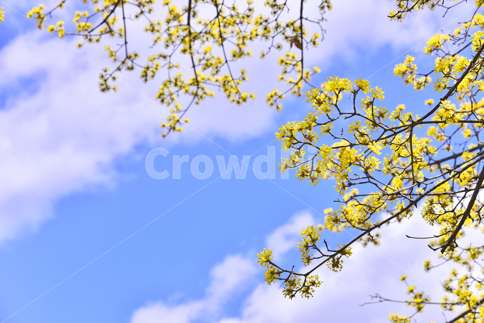 산수유,봄꽃,노랑꽃,계절,시즌,나무꽃,season,blossom,꽃,flower,식물,plant,푸른하늘,청명,맑은날,뭉게구름,sky,옐로우,노랑색,yellowflowers,야외,옥외,아웃도어,배경,바탕,백그라운드,봄,계절,spring,season