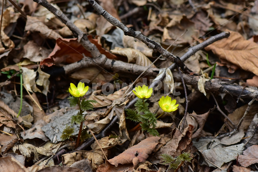복수초,애기복수초,야생화,봄,꽃,풀꽃,자연,식물,식생,plants,nature,spring,season,flower