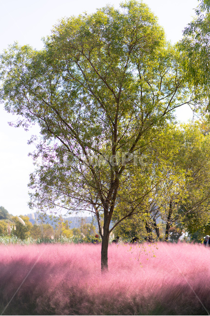 핑크뮬리,자연,식물,나무,풍경,landscape,plants,nature,하늘,배경화면,가을,계절,fall,autumn,season,자연,풍경,nature,landscape,tree,plant
