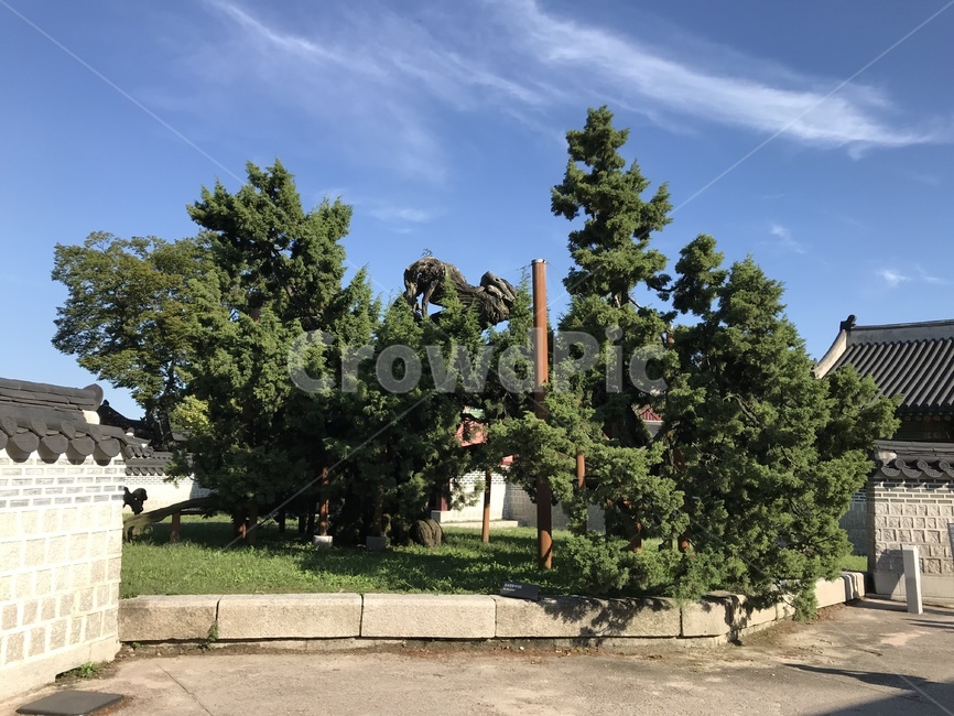 창덕궁,창덕궁후원,창덕궁전각,changdeokgung,창덕궁내부,나무,trees,wood
